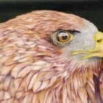 closeup shot of An eagle artwork