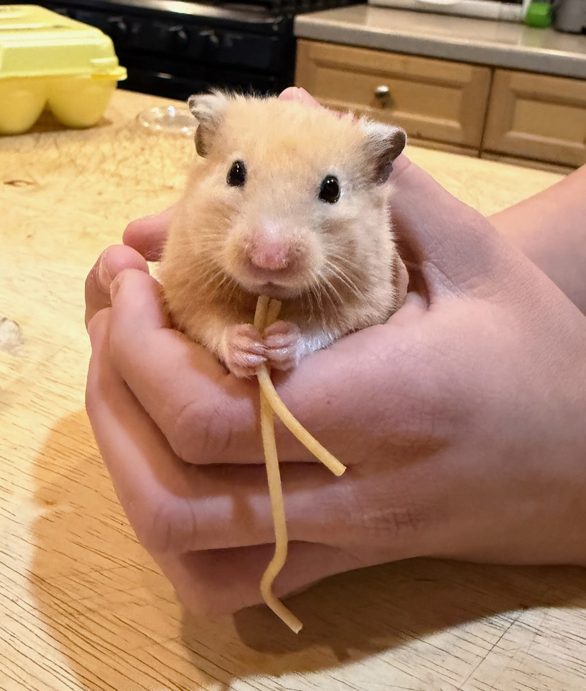 hamster2