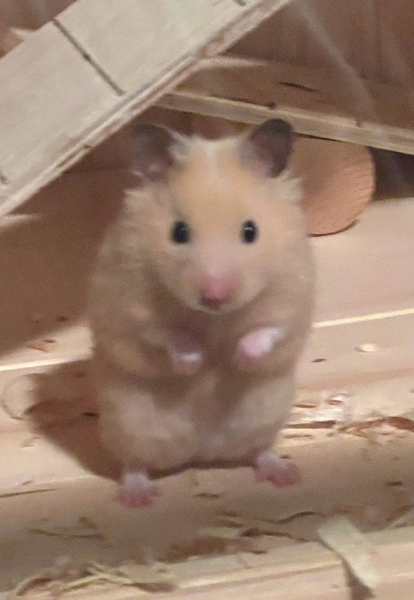 hamster3