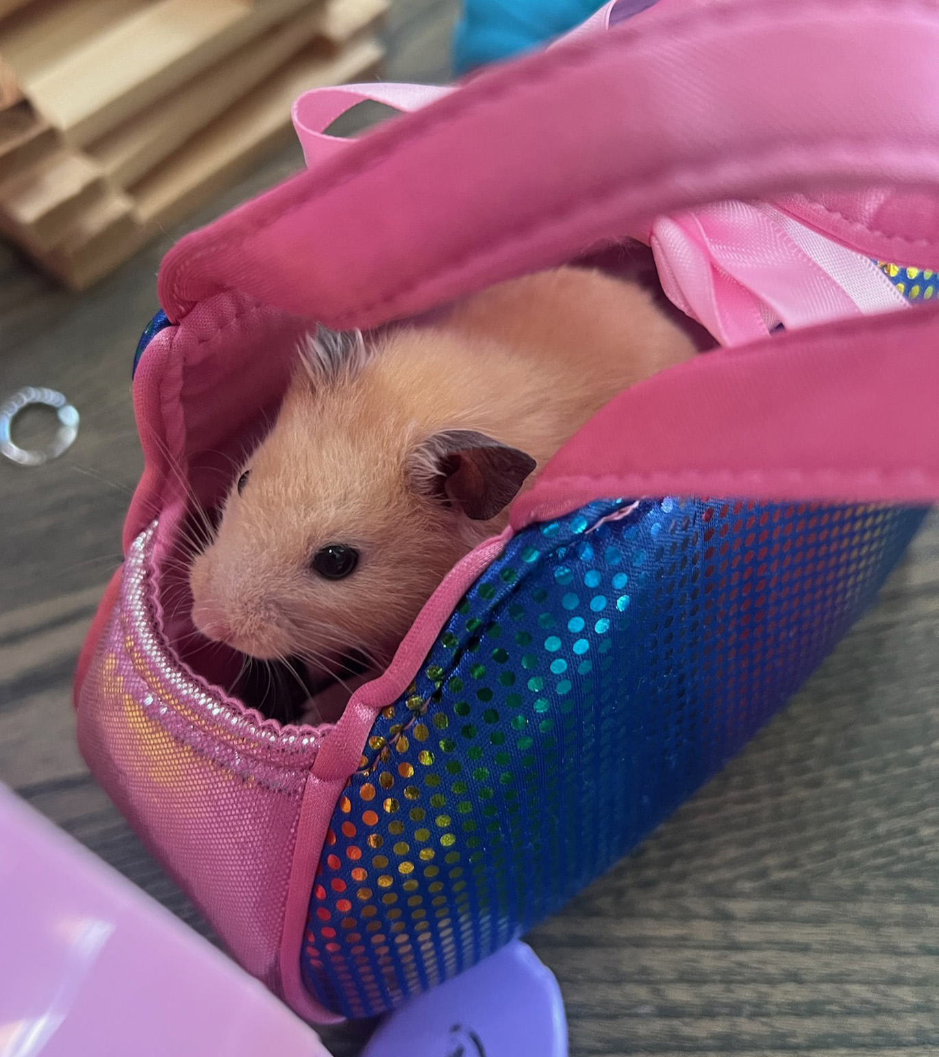 hamster5